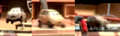 Pet micro cars from Han's Pet Boutique